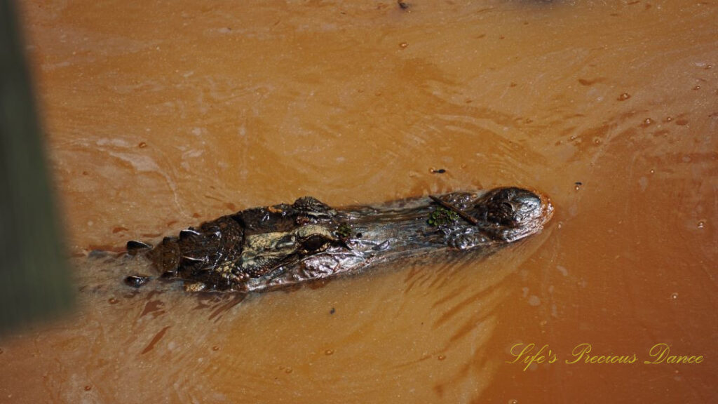 Alligator poking it&#039;s head above the water in a canal.