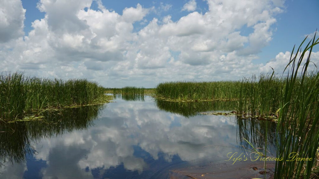 Fluffy clouds and swampgrass reflecting in a marsh at Savannah NWR.