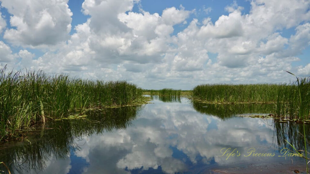 Fluffy clouds and swampgrass reflecting in a marsh at Savannah NWR.