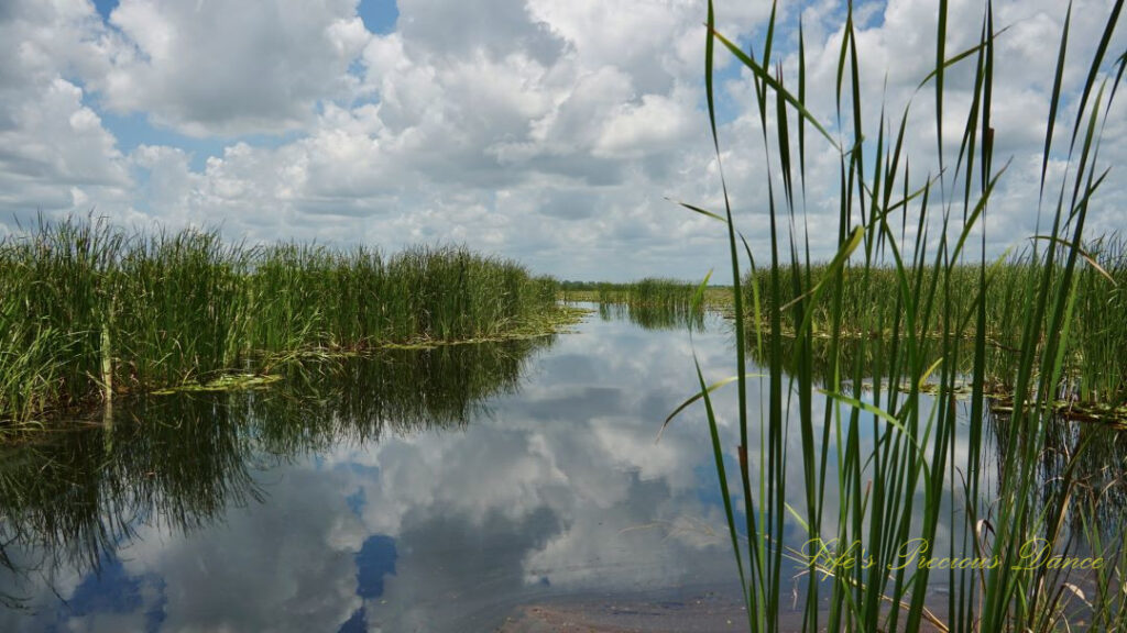 Fluffy clouds and swampgrass reflecting in a marsh at Savannah NWR. Several tall blades of grass in thr foreground.