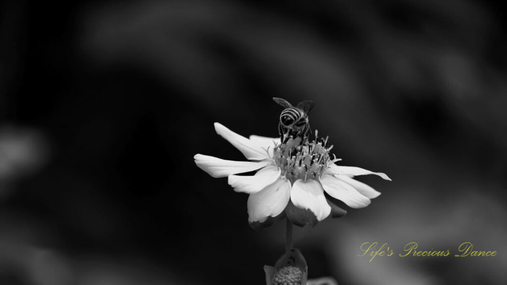 Black and white of a honey bee pollinating a bear&#039;s foot wildflower.