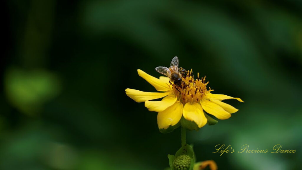 Close up of a honey bee pollinating a bear&#039;s foot wildflower.