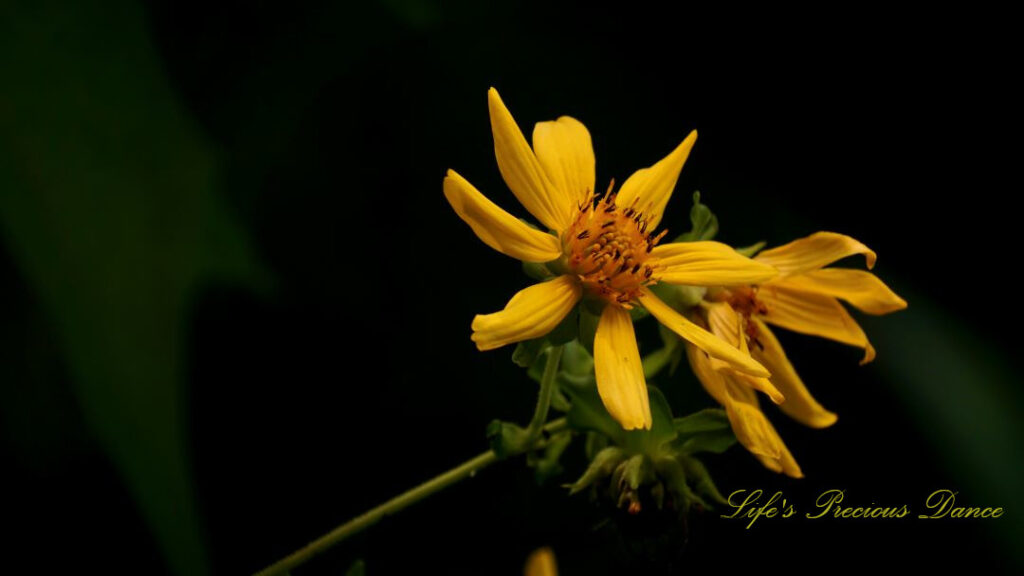 Close up of a bears foot wildflower in bloom.