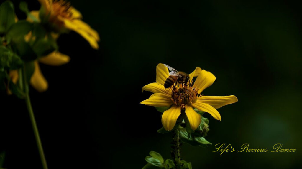 Honey bee pollinating a bear&#039;s foot wildflower.