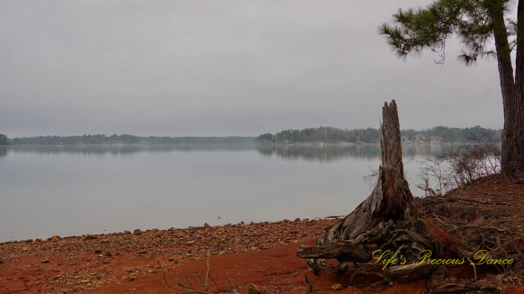 Waterscape view of the fog settling in over Lake Murray. A large dead stump to the right. and trees reflecting on the water&#039;s surface in the background.