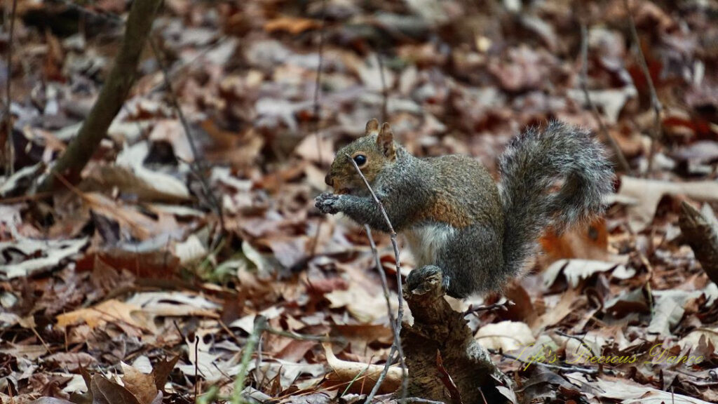 Squirrel perched on a small stump with an acorn in its paws,