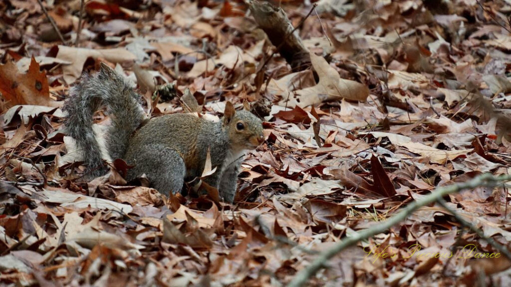 A squirrel running through the leaves on a nature trail.