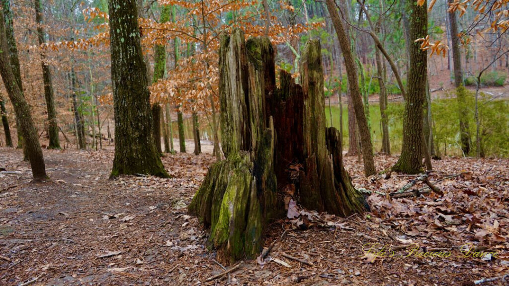 Remnants of a large stump along the trail at Dreher Island State Park.