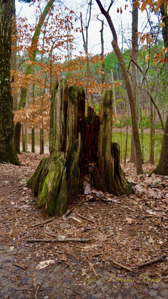 Remnants of a large stump along the trail at Dreher Island State Park.