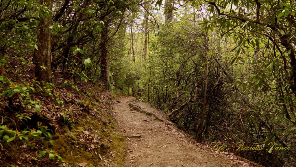 Trail leading through a forest to Yellow Branch Falls.