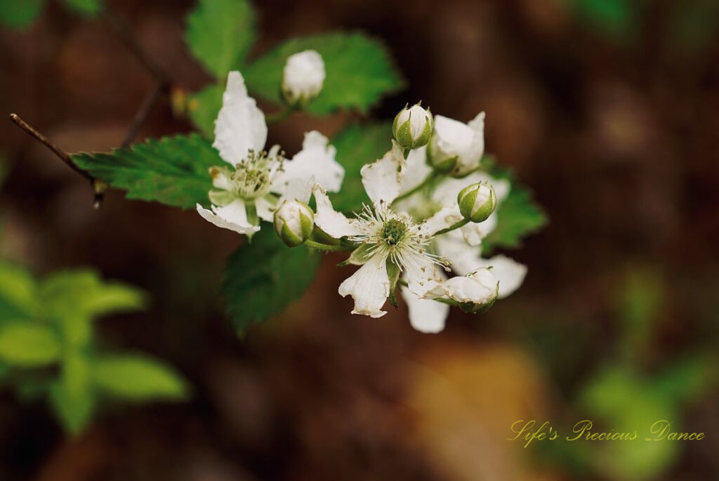 Close up of a white rubins berry plant beginning to bloom.