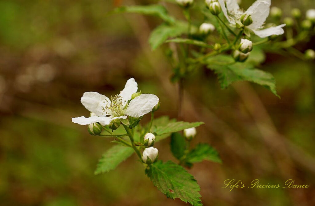 Close up of a white rubins berry plant beginning to bloom.