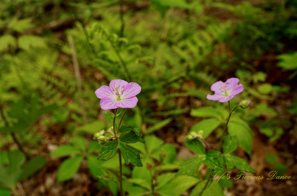 Wild geranium in full bloom along a trail.