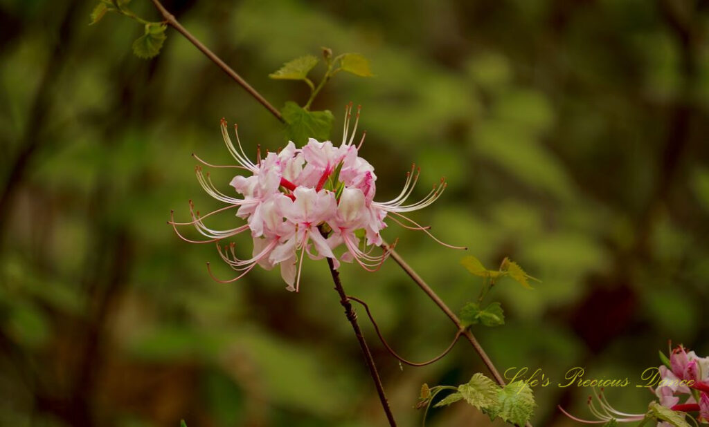 Close up of a pInk azalea in full bloom.