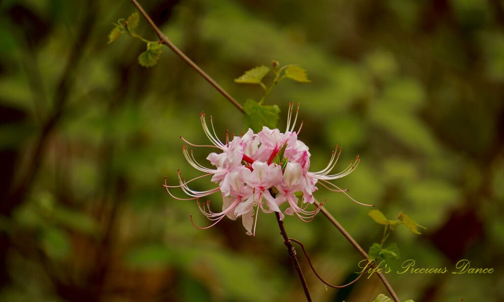 Close up of a pInk azalea in full bloom.