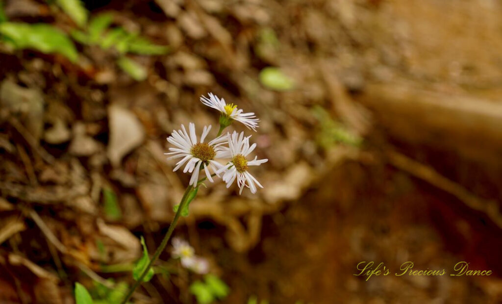 Fleabane daisy growing along a trail in the South Carolina Mountains.