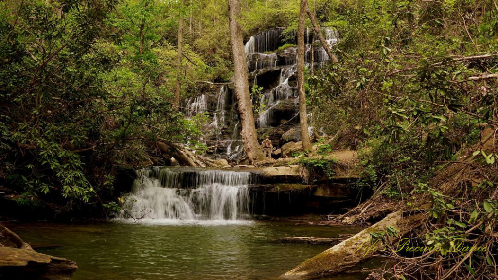 Full view of the lower and upper sections of Yellow Branch Falls spilling down the rocks and into the creek below. A person stands in between two trees, witnessing the scene.