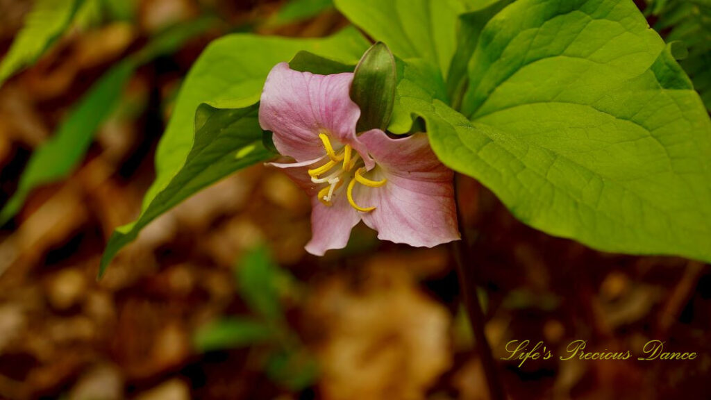 Waker robin wildflower in bloom along a trail.