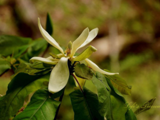Cream color magnolia flower in bloom along a trail.