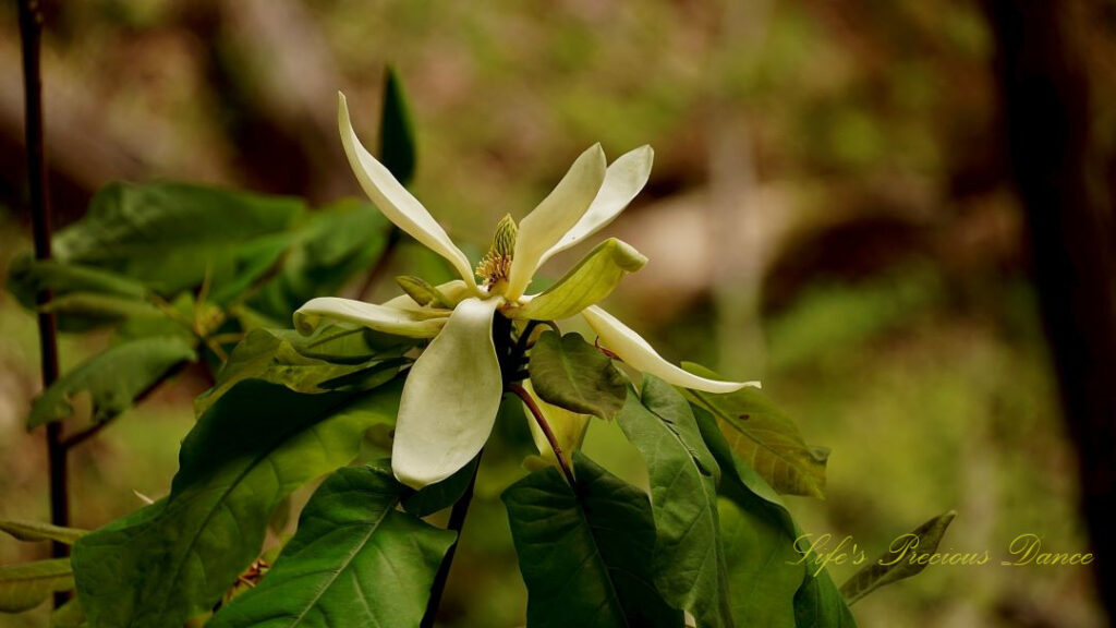 Cream color magnolia flower in bloom along a trail.