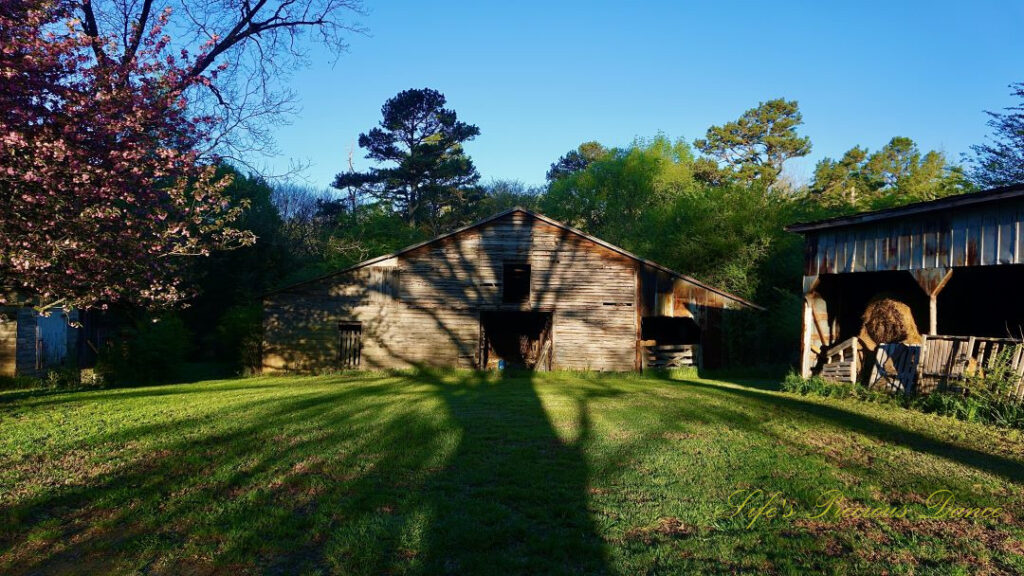 Shadow of a large tree casting across the front of an old barn. Bright green grass in the foreground.