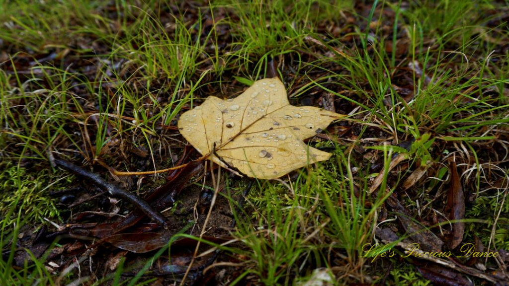 A yellow leaf covered in rain drops, laying on the ground amongst grass.