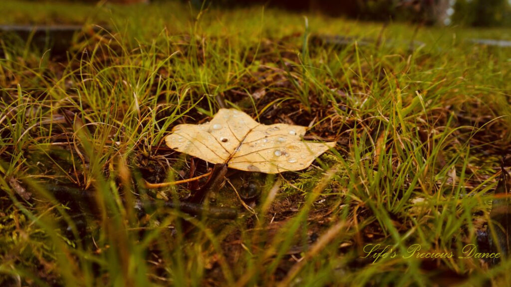 A golden colored leaf covered in rain drops, laying on the ground amongst grass.