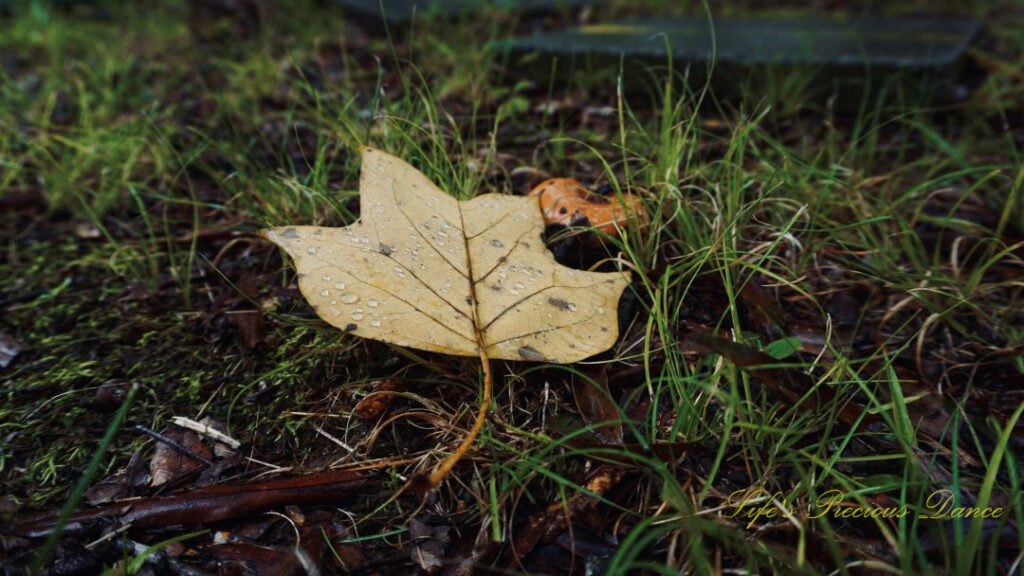 Close up of a yellow leaf covered in rain drops, laying on the ground amongst grass.