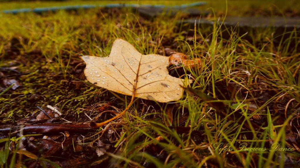 Close up of a golden colored leaf covered in rain drops, laying on the ground amongst grass.