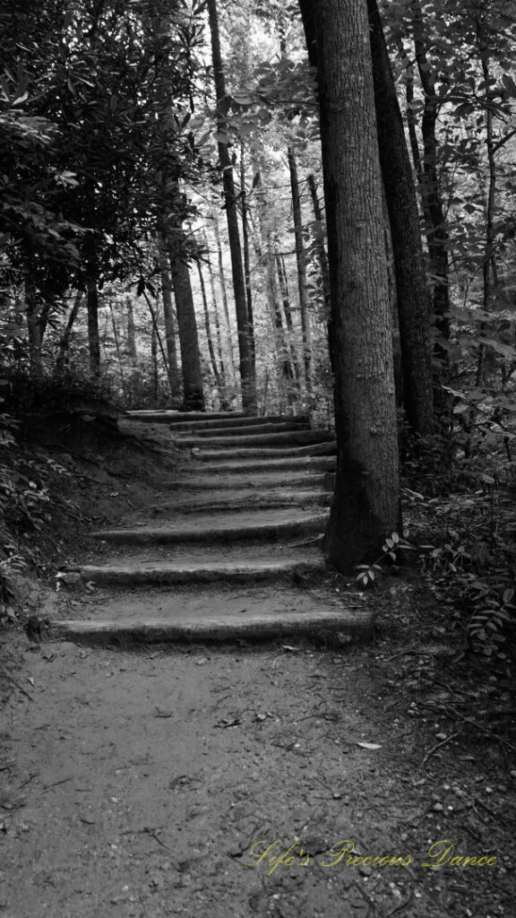 Black and white of wooden steps on a trail leading to Moore Cove Falls.