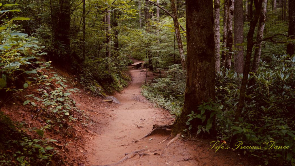 Mountain trail in the forest leading to Moore Cove Falls. A boardwalk can be seen in the distance.