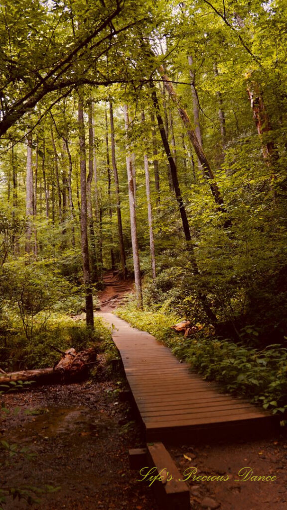 Boardwalk on a mountain trail in the forest leading to Moore Cove Falls.