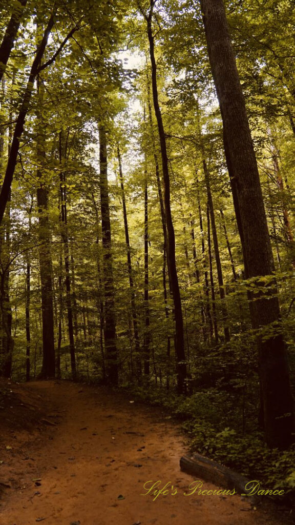 Mountain trail in the forest leading to Moore Cove Falls.