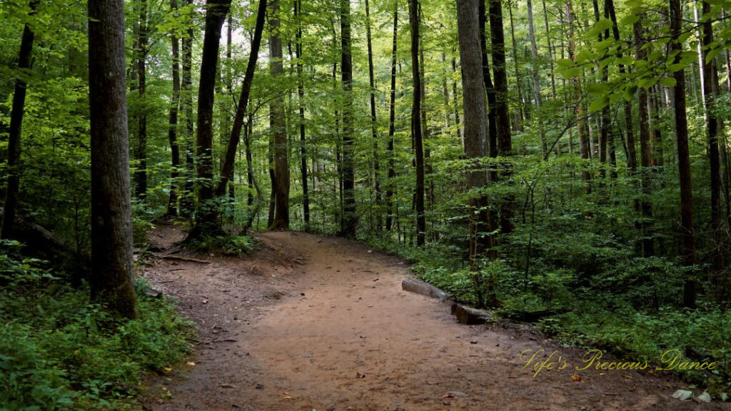 Mountain trail in the forest leading to Moore Cove Falls.