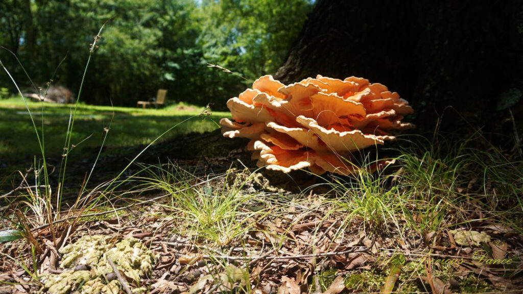 Close up of a large growth of fungus known as Chicken-of-the-woods, against the base of an oak tree.