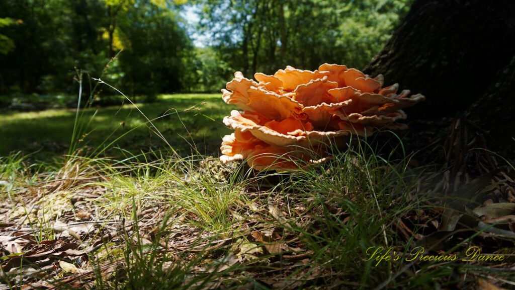 Close up of a large growth of fungus known as Chicken-of-the-woods, against the base of an oak tree.