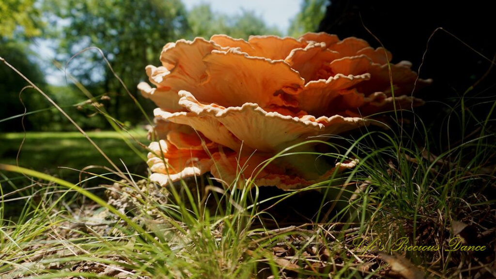 Close up of a large growth of fungus known as Chicken-of-the-woods, against the base of an oak tree.