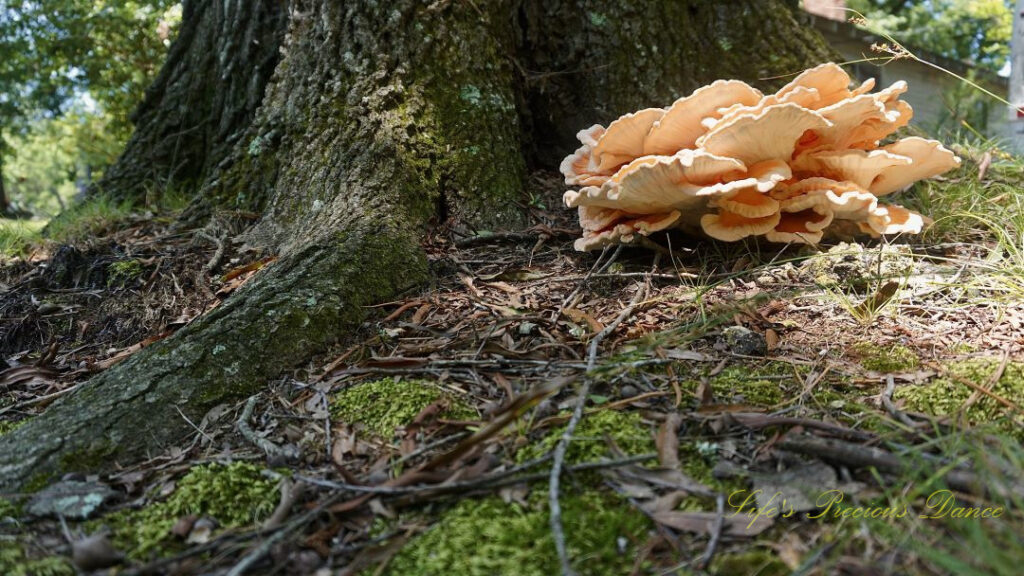 A large growth of fungus known as Chicken-of-the-woods, against the base of an oak tree.