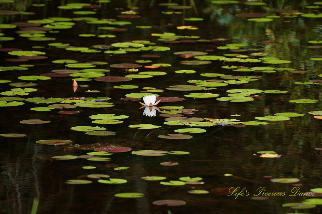 A lone water lily, amongst lily pads, on Lake Juniper.