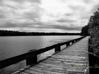 Black and white of a boardwalk running along the right side of Lake Juniper. The sun trying to peek through cloudy skies.