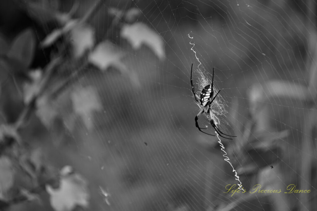 Black and white of a writing spider in its web.