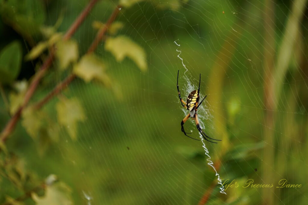 Writing spider in its web.