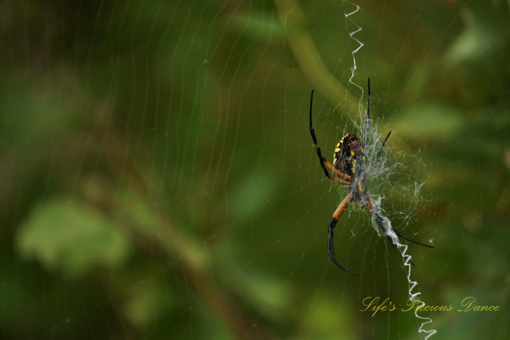 Rear view of a writing spider in its web.