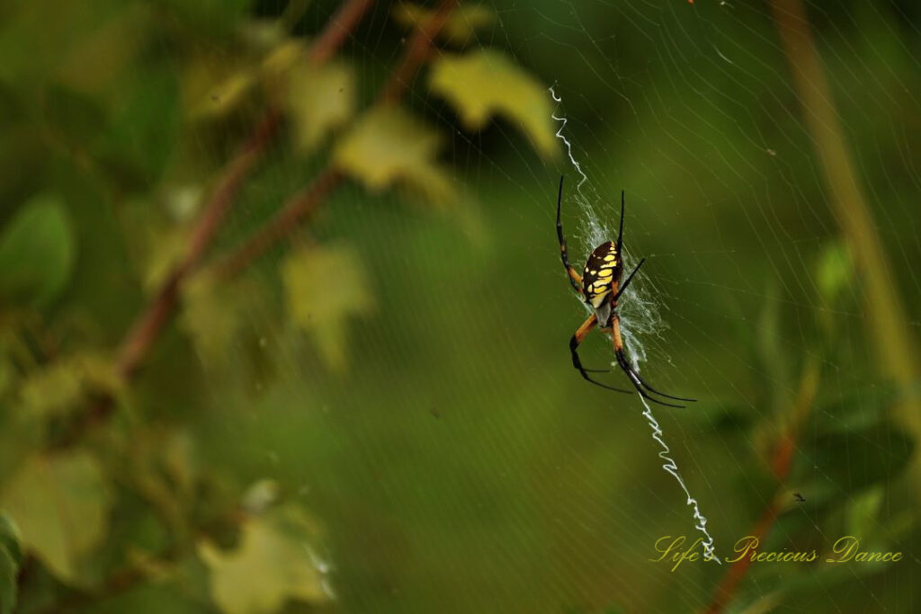 Writing spider in its web.