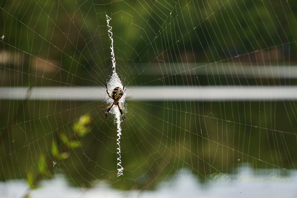 Writing spider in its web.