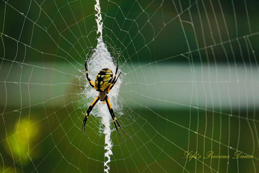 Close up of a writing spider in its web.