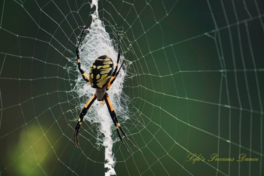 Close up of a writing spider in its web.