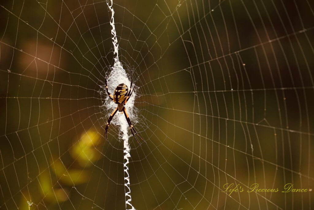 Close up of a writing spider in its web.