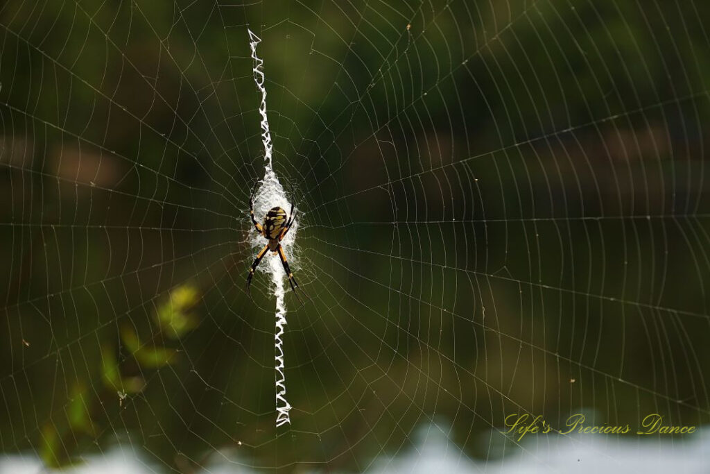 Writing spider in its web.