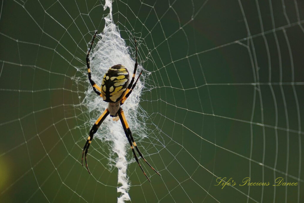 Close up of a writing spider in its web.